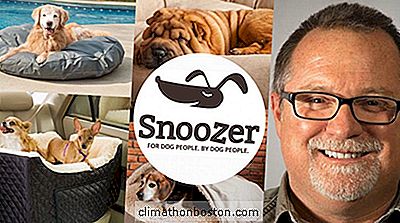 关于Snoozer的聚光灯：宠物和他们的人爱的狗床